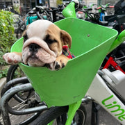 Un chien de la meute Sultura