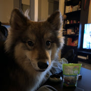 Un chien de la meute Sultura