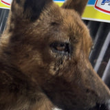 Un chien de la meute Sultura