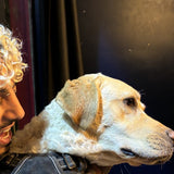 Un chien de la meute Sultura