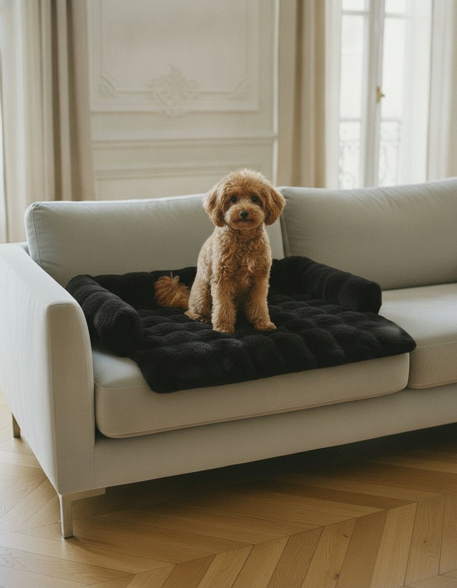Caniche sur la couverture noire