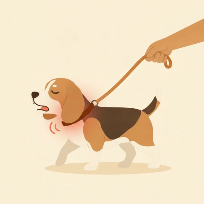 Un beagle tenu par un collier : la traction serre sa gorge