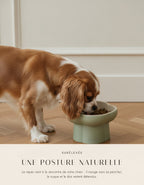 Cavalier King Charles mangeant dans la gamelle surélevée