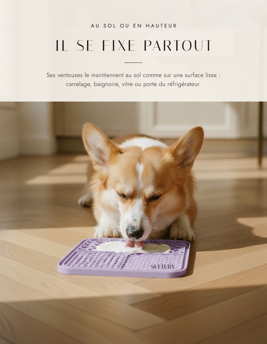 Corgi léchant le tapis fixé au sol