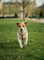 Jack Russell qui court au parc avec le harnais Sellier en Y camel et sa laisse assortie