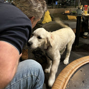 Un chien de la meute Sultura