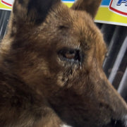 Un chien de la meute Sultura